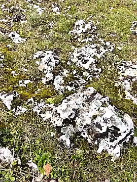 Snapshot of Sert_erkek21_ysm chatting on 30, 3, 2026 Sert erkek21 ysm online show from 30, 3, 2026