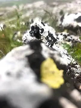 Snapshot of Sert_erkek21_ysm chatting on 9, 4, 2026 Sert erkek21 ysm online show from 9, 4, 2026