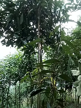 Snapshot of nat-tri chatting on 14, 1, 2026 nat-tri online show from 14, 1, 2026