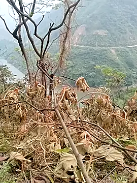 Mising5022 online show from 4, 12, 2025