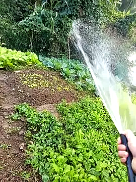 Fish yellow online show from 20, 12, 2025