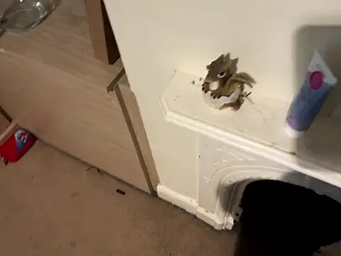 Scarletcum22 online show from 11, 1, 2026