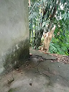 Bear bear0 online show from 8, 11, 2025