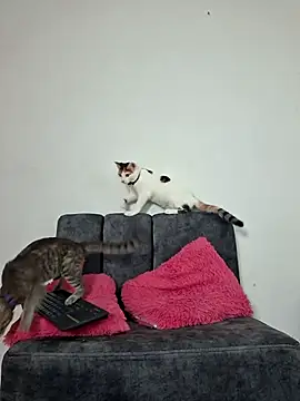 Mia fox29 online show from 13, 11, 2025