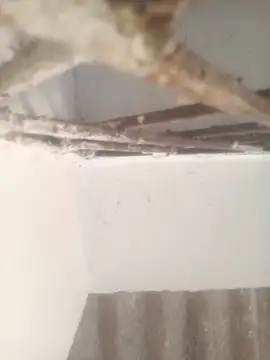 Snapshot of Pallu_Asha chatting on 17, 3, 2026 Pallu Asha online show from 17, 3, 2026