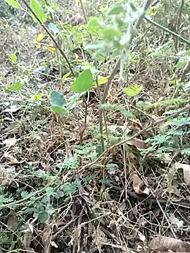 Hot Love77 online show from 2, 12, 2025