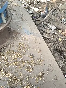 Snapshot of Playboy_pune_ chatting on 26, 11, 2025 Playboy pune online show from 26, 11, 2025