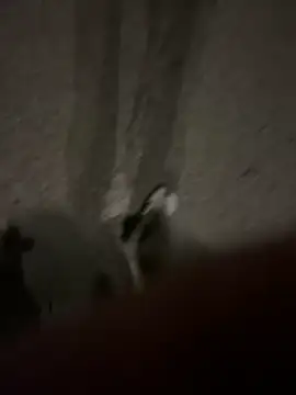 Pumxxxx online show from 30, 11, 2025