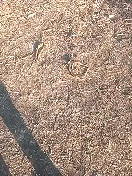 diwanamastan999 online show from 16, 1, 2026