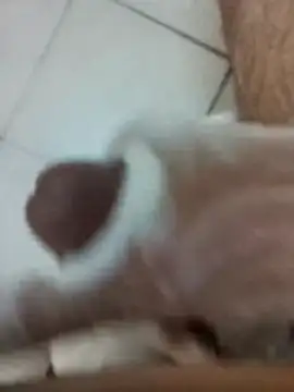 Amoooooun online show from 17, 12, 2025