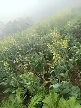 neko-nancy online show from 8, 2, 2026