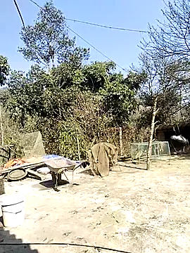 neko-nancy online show from 16, 2, 2026