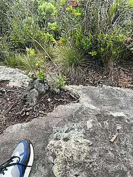 toritoga online show from 25, 3, 2026