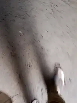 Nick universal online show from 28, 2, 2026