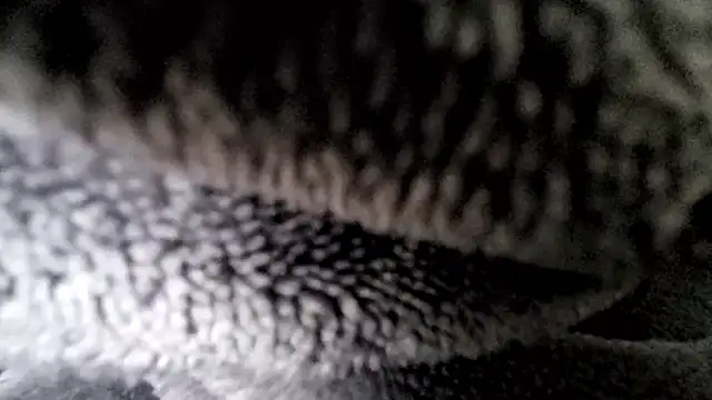 Snapshot of Saarboy90 chatting on 16, 12, 2025 Saarboy90 online show from 16, 12, 2025