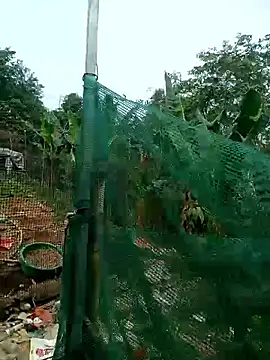 congchua977 online show from 2, 3, 2026