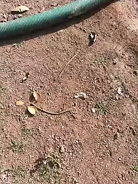 Snapshot of janbi_sexe chatting on 15, 1, 2026 janbi sexe online show from 15, 1, 2026