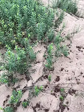 Snapshot of Annalua73 chatting on 18, 1, 2026 Annalua73 online show from 18, 1, 2026