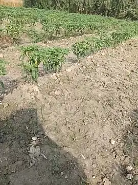 Snapshot of Shivanisingh4 chatting on 29, 3, 2026 Shivanisingh4 online show from 29, 3, 2026