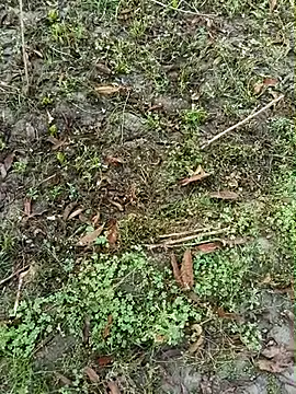 Snapshot of Shivanisingh4 chatting on 30, 3, 2026 Shivanisingh4 online show from 30, 3, 2026