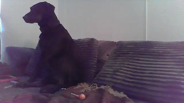 Snapshot of HungandHynotic chatting on 3, 3, 2026 HungandHynotic online show from 3, 3, 2026