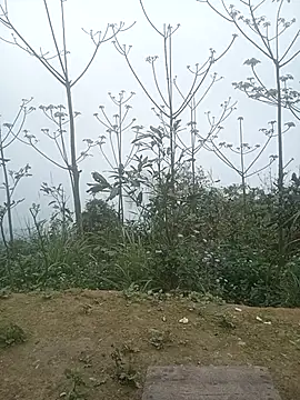 cutebobi online show from 2, 3, 2026