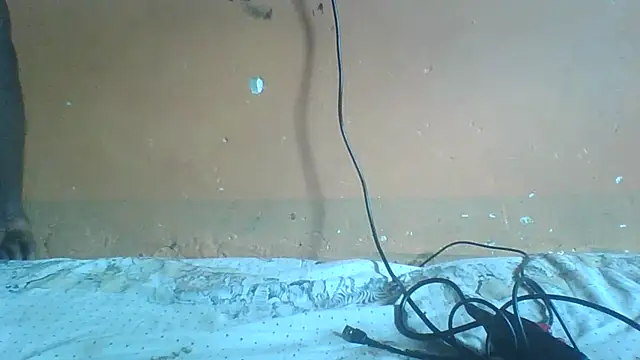 Snapshot of Sexyass100 chatting on 20, 4, 2026 Sexyass100 online show from 20, 4, 2026