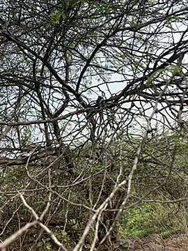 Snapshot of goodboyTelugu chatting on 2, 2, 2026 goodboyTelugu online show from 2, 2, 2026