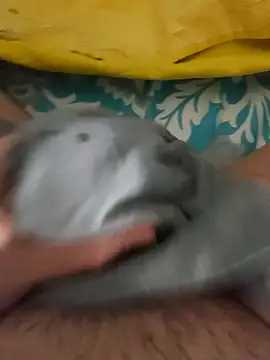 Snapshot of birzevkmeselesi chatting on 10, 2, 2026 birzevkmeselesi online show from 10, 2, 2026