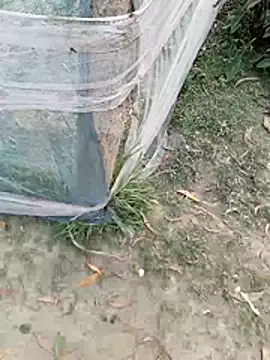 Tanla akter online show from 4, 3, 2026