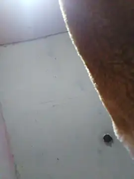 Snapshot of cobrosdepagos chatting on 16, 4, 2026 cobrosdepagos online show from 16, 4, 2026