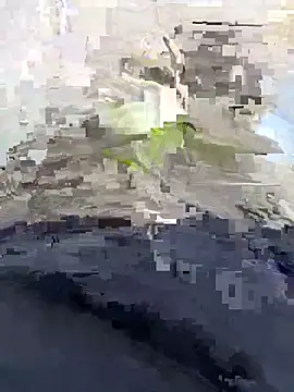 Snapshot of Nickysfd01 chatting on 14, 4, 2026 Nickysfd01 online show from 14, 4, 2026