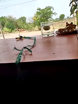 Snapshot of Chandu1245 chatting on 11, 4, 2026 Chandu1245 online show from 11, 4, 2026