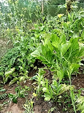 Snapshot of ngocbao11 chatting on 26, 2, 2026 ngocbao11 online show from 26, 2, 2026