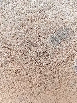 Snapshot of darwinmodell chatting on 24, 4, 2026 darwinmodell online show from 24, 4, 2026