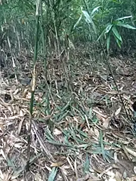 Snapshot of kalara_kail chatting on 16, 3, 2026 kalara kail online show from 16, 3, 2026