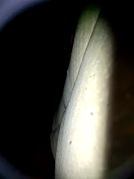 Snapshot of Harkorti chatting on 22, 4, 2026 Harkorti online show from 22, 4, 2026