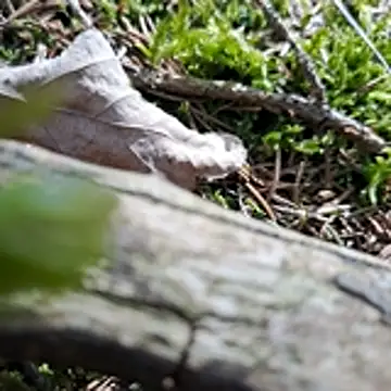 Snapshot of walddrinker chatting on 24, 4, 2026 walddrinker online show from 24, 4, 2026