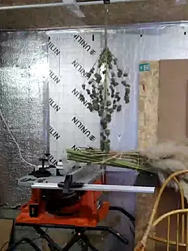 IronedTitan online show from 12, 12, 2024