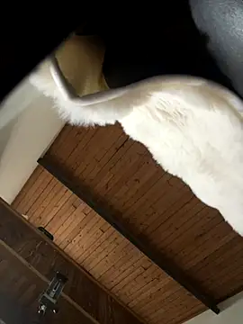 Snapshot of odbodu chatting on 22, 11, 2025 odbodu online show from 22, 11, 2025