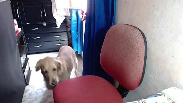 Barbiegomez online show from 14, 10, 2025