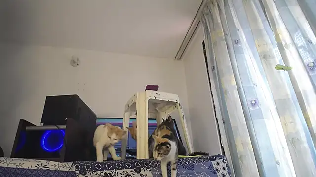 eolicasex online show from 4, 2, 2025