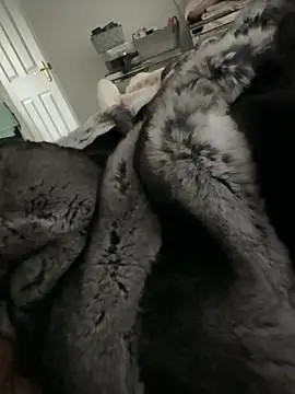 Snapshot of Furdale chatting on 14, 2, 2026 Furdale online show from 14, 2, 2026