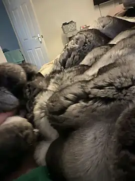 Snapshot of Furdale chatting on 15, 2, 2026 Furdale online show from 15, 2, 2026