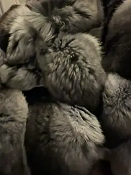 Snapshot of Furdale chatting on 18, 2, 2026 Furdale online show from 18, 2, 2026