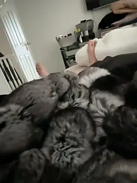 Snapshot of Furdale chatting on 15, 3, 2026 Furdale online show from 15, 3, 2026