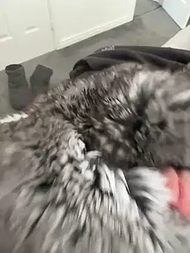 Snapshot of Furdale chatting on 16, 4, 2026 Furdale online show from 16, 4, 2026