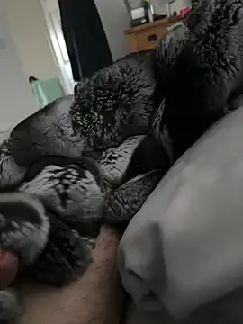 Snapshot of Furdale chatting on 21, 4, 2026 Furdale online show from 21, 4, 2026