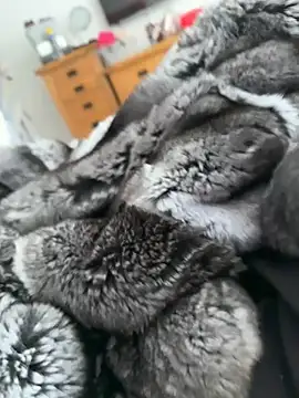 Snapshot of Furdale chatting on 22, 4, 2026 Furdale online show from 22, 4, 2026