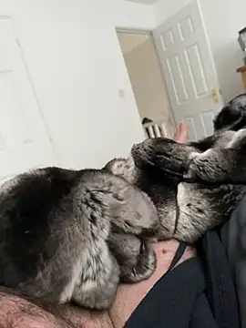 Snapshot of Furdale chatting on 25, 4, 2026 Furdale online show from 25, 4, 2026